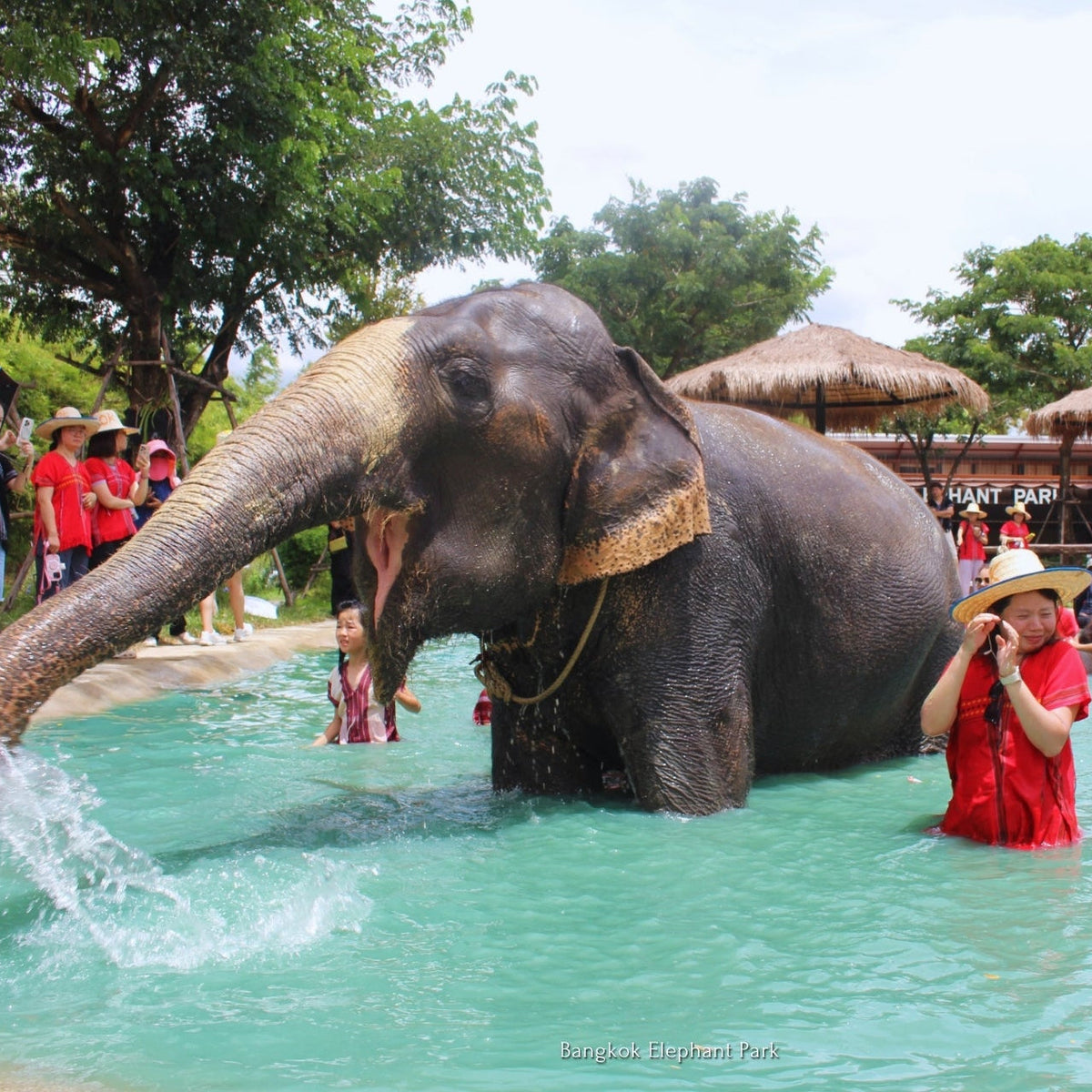 Don't Leave Thailand Without Meeting These Gentle Giants.