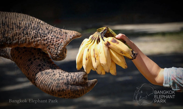 Have You Ever Made Friends with an Elephant?