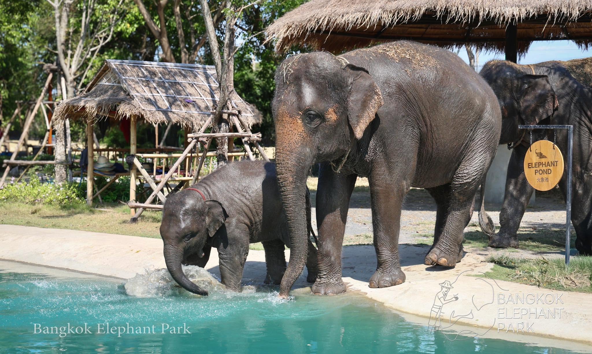Feed Gentle Giants