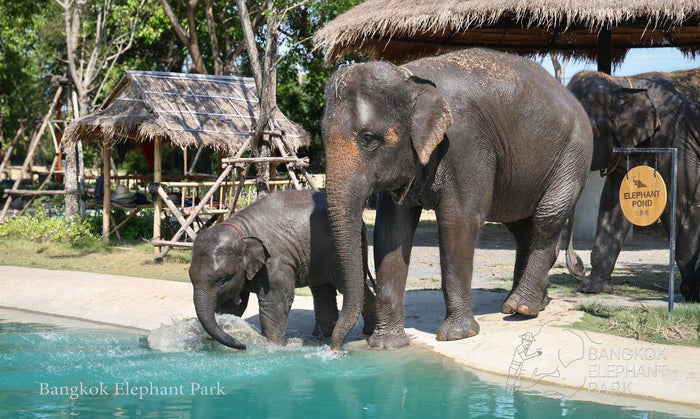 Feed Gentle Giants