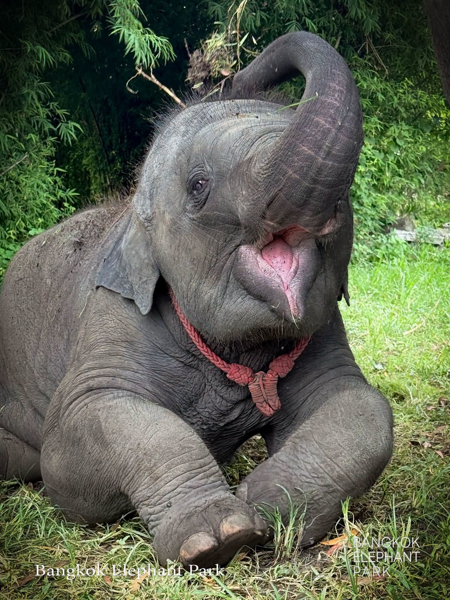 Elephant Sanctuary Near Bangkok