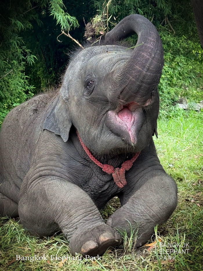Elephant Sanctuary Near Bangkok