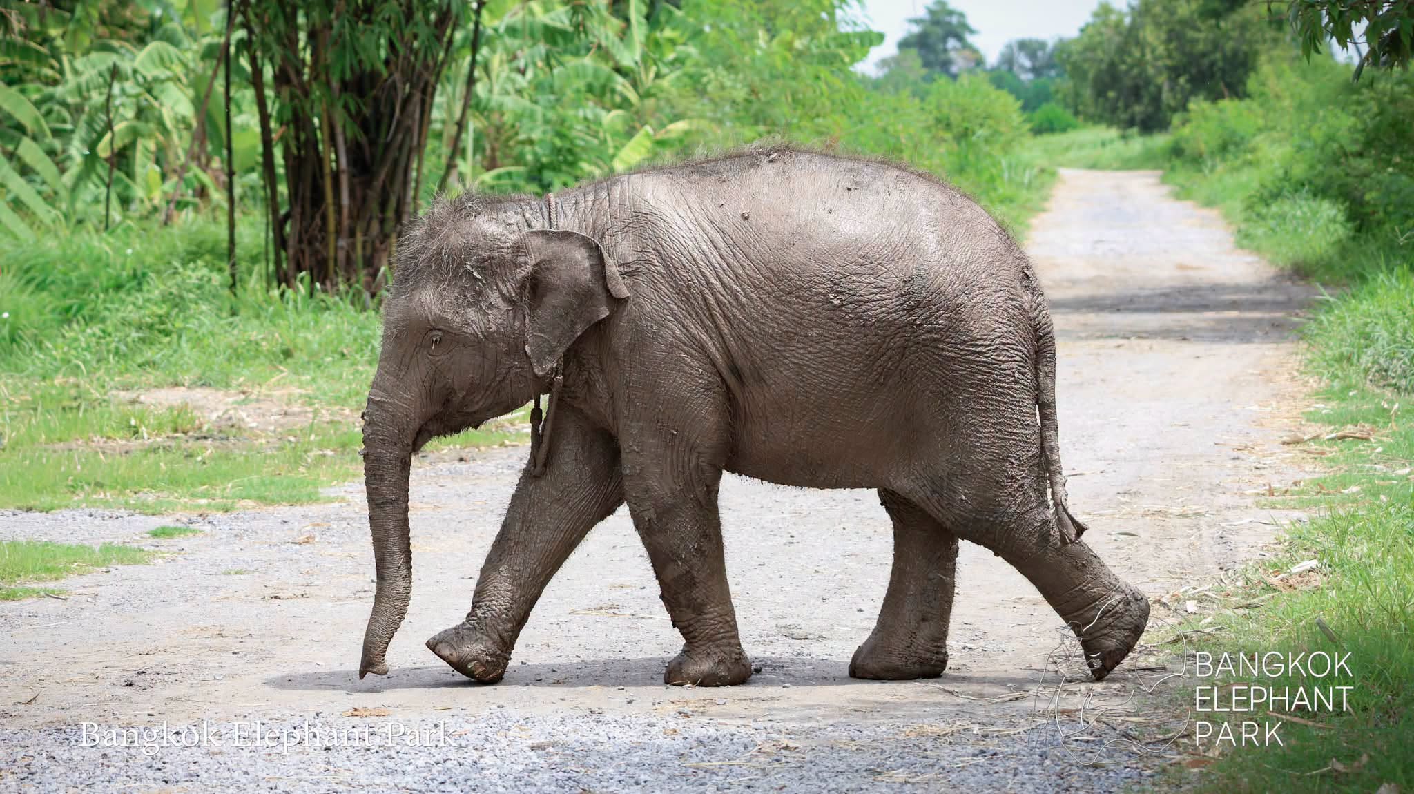 Meet Rescued Elephants