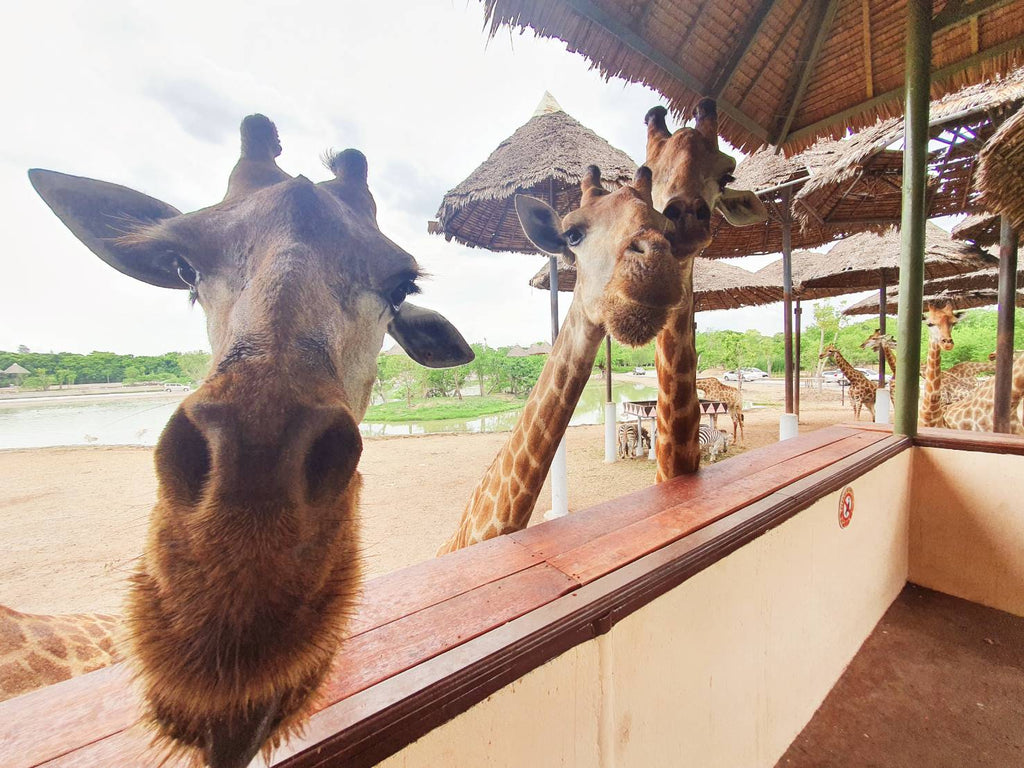 Safari World