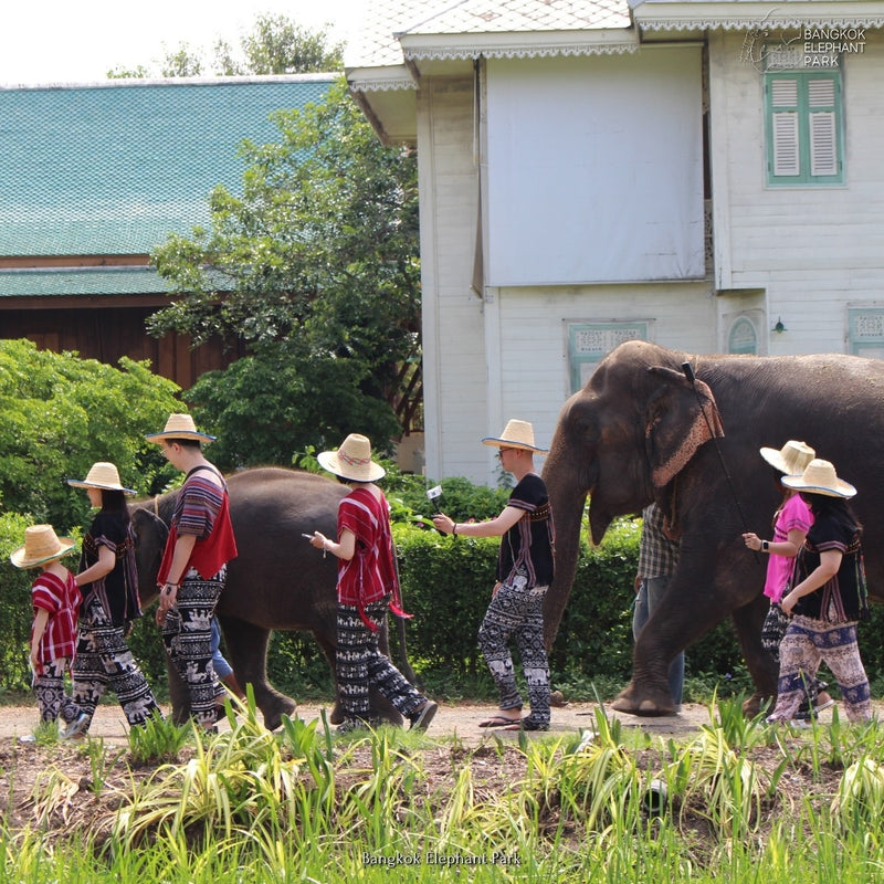 Bangkok Elephant Park Half-day Tour
