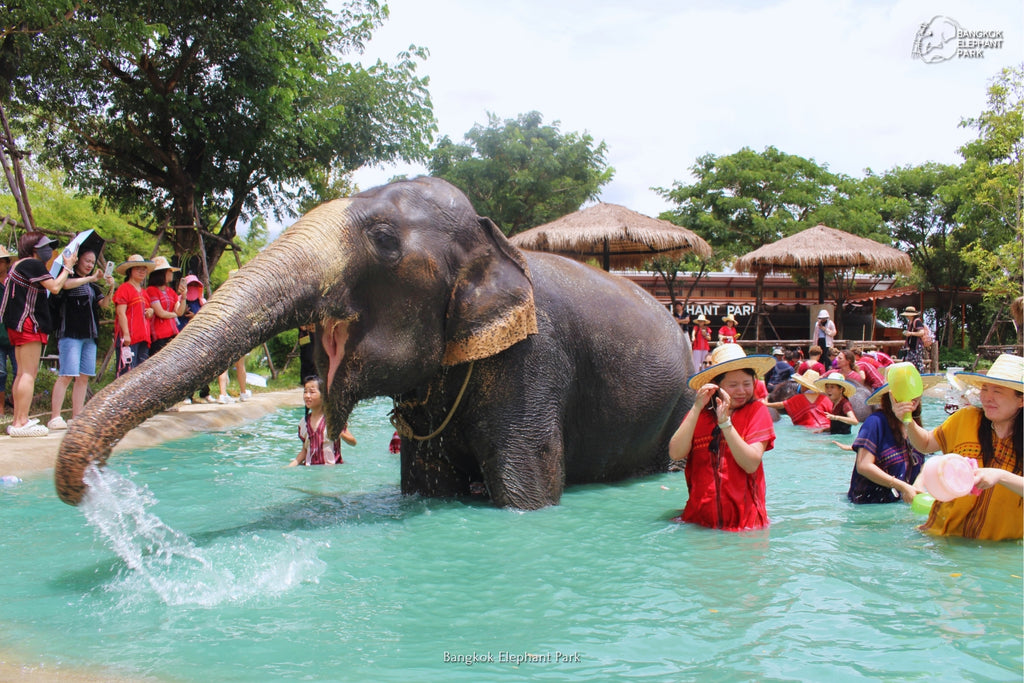 Bangkok Elephant Park