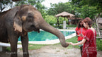 Come closer to nature and meet the elephants at Bangkok Elephant Park 🌿