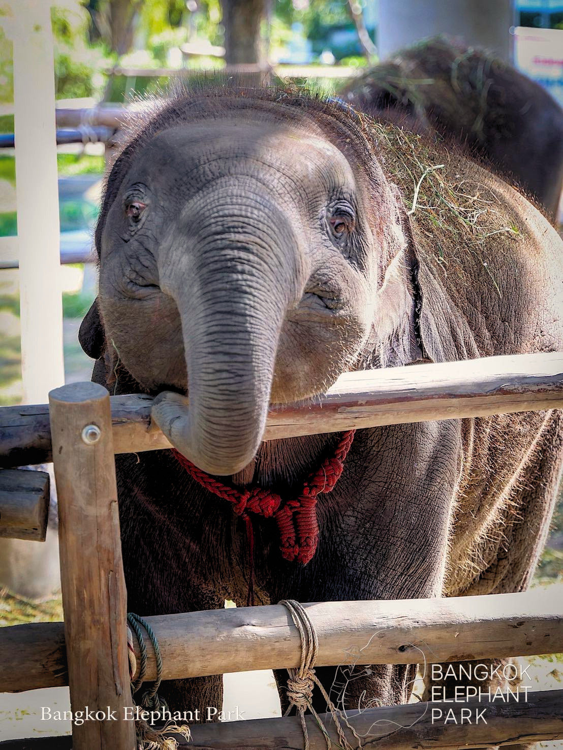 Can You Keep Up with a Playful Elephant?