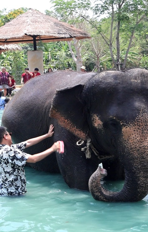 Bangkok Elephant Park Half-day Tour