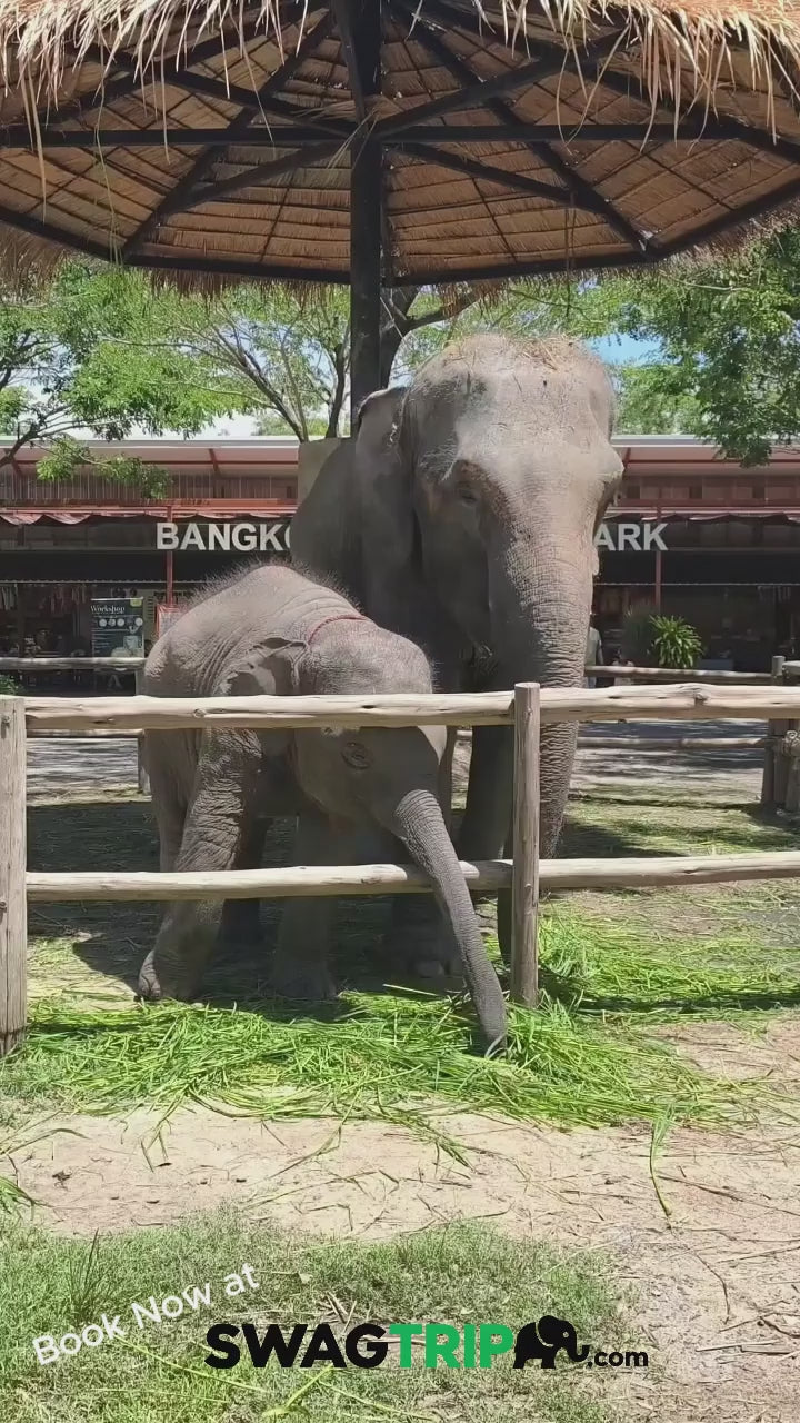 Come closer to nature and meet the elephants at Bangkok Elephant Park 🌿