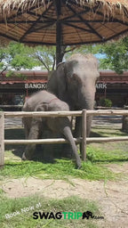 Come closer to nature and meet the elephants at Bangkok Elephant Park 🌿