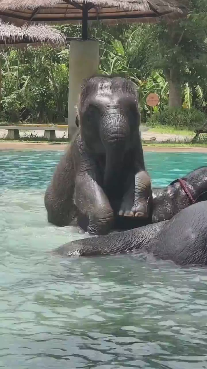 Can You Keep Up with a Playful Elephant?